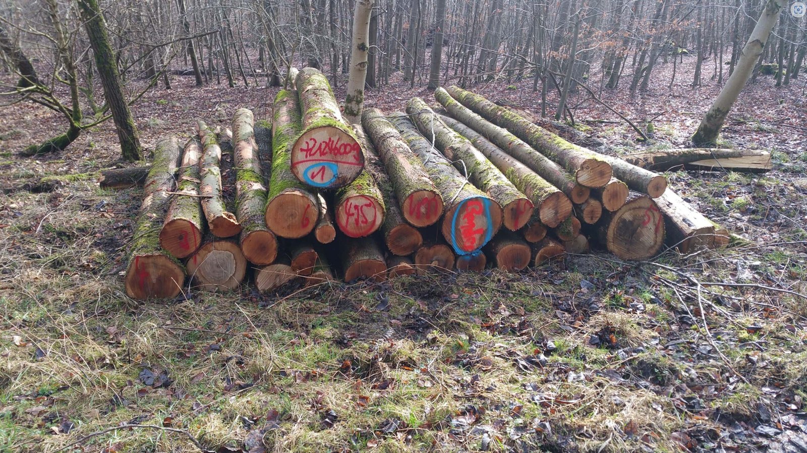 Stammholz - Esche – Bild 2