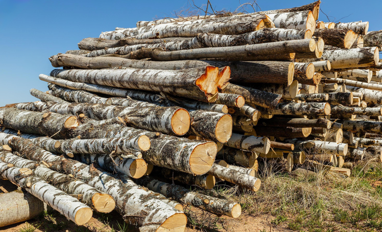 Stammholz - Birke