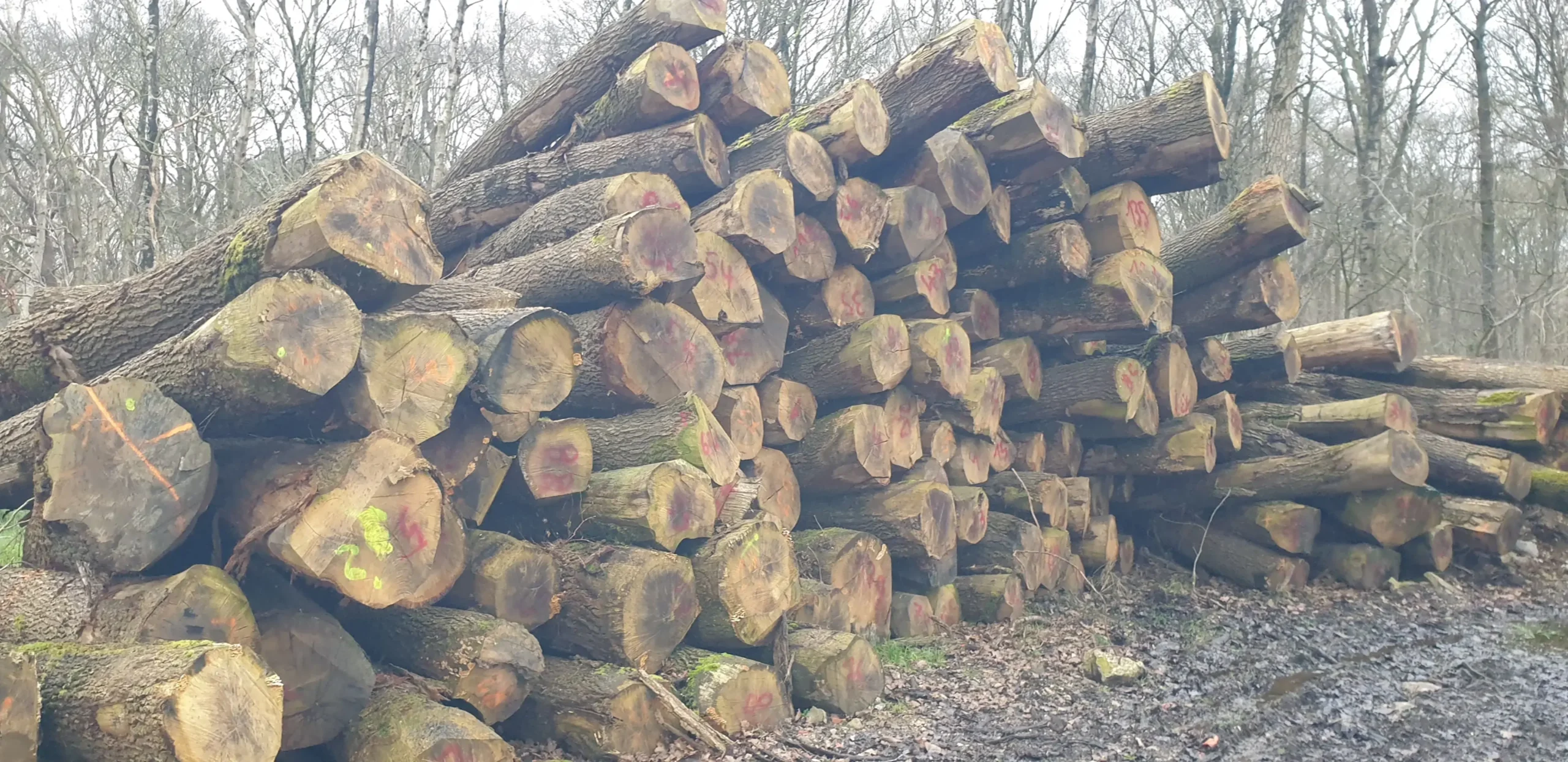 Stammholz - Eiche – Bild 2