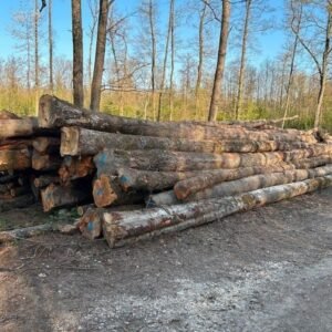 Stammholz -  Hartholzmix