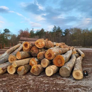 Stammholz - Buche