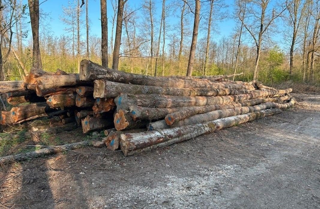 Stammholz - Hartholzmix